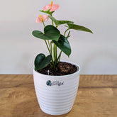 Anthurium Peach, with 5.5 inches white decor pot